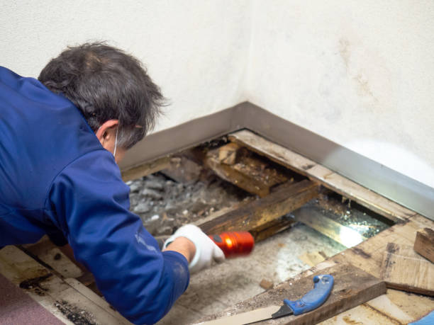 Best Mold Testing and Inspection Services in North Lakeville, MA