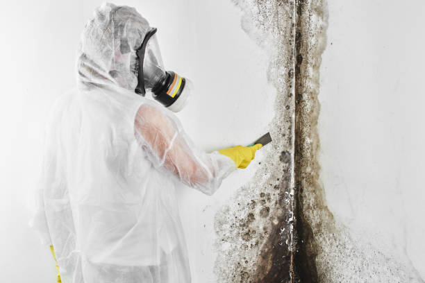 Best Commercial Mold Remediation in North Lakeville, MA