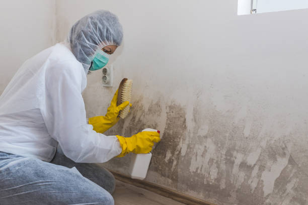 Best Insurance-Related Mold Remediation in North Lakeville, MA