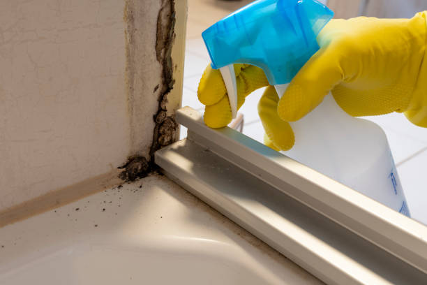 Best Black Mold Remediation in North Lakeville, MA
