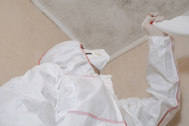 Best White Mold Remediation in North Lakeville, MA