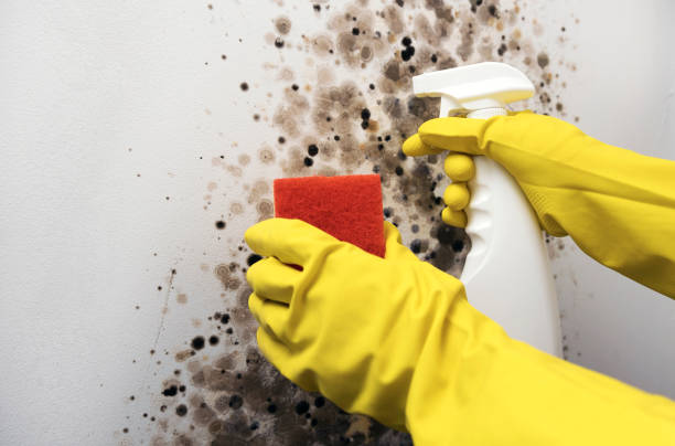 Trusted North Lakeville, MA Mold Remediation Experts
