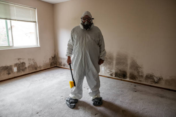 Best Residential Mold Remediation in North Lakeville, MA