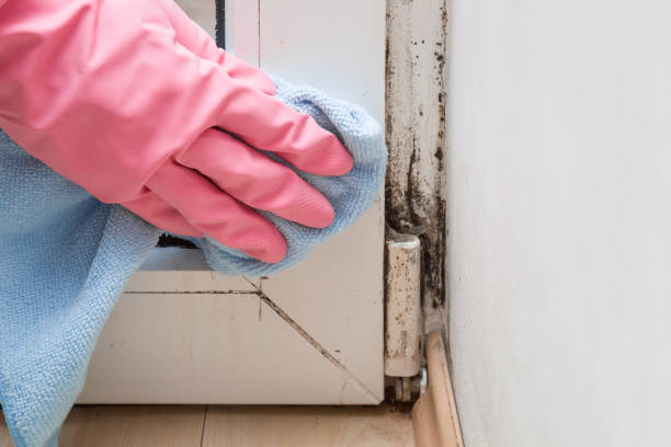 Best Post-Remediation Services in North Lakeville, MA