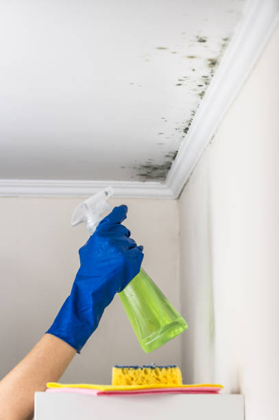 Best Residential Mold Remediation in North Lakeville, MA