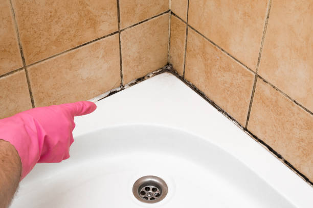 Best Black Mold Remediation in North Lakeville, MA